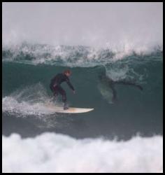 Surf photo San Diego Blacks Beach