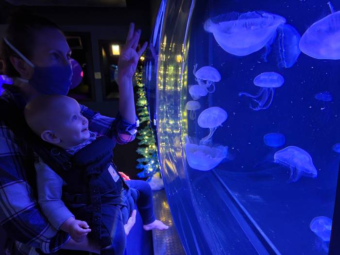 Aquarium jellies