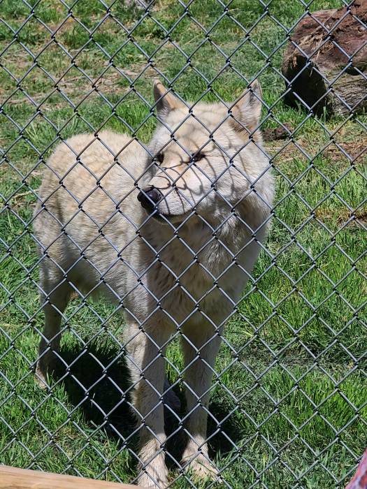 California Wolf Center wolf