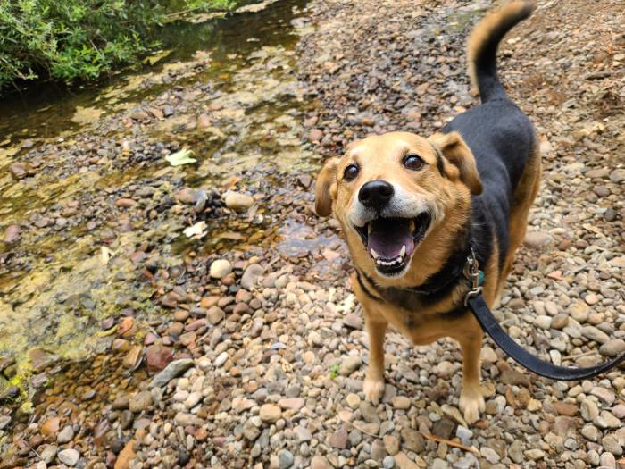 Dog walk creek german shepard chau happy