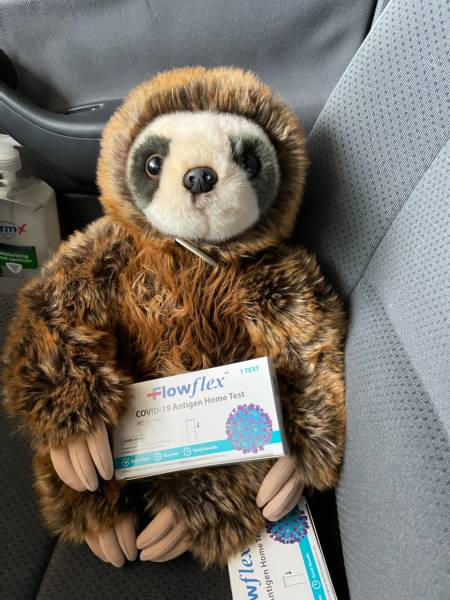 Plush sloth Flowflex covid test