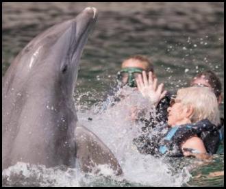 Dolphin encounter splash