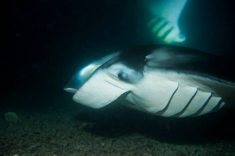 Hawaii manta night dive scuba eye gills
