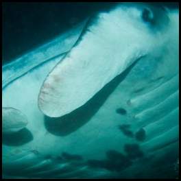 thumbnail Hawaii manta night dive