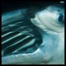 thumbnail Hawaii manta night dive scuba Koie Ray