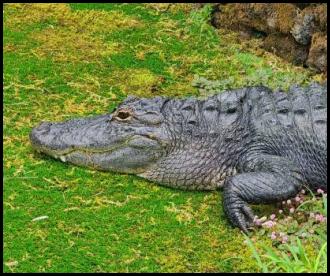Panaewa zoo Hilo Hawaii crocodile