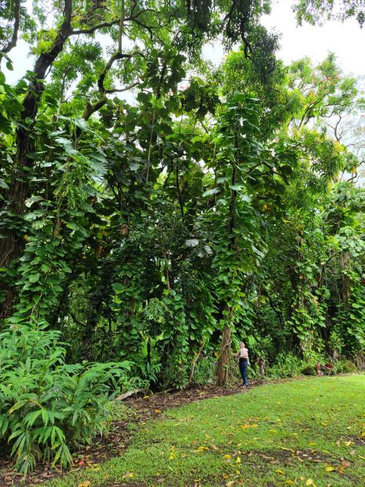 Hawaii Hilo Rainbow Falls trees grass