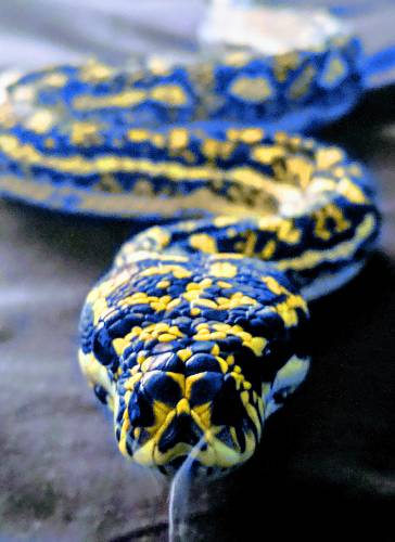 Python snake photo colorized programming language