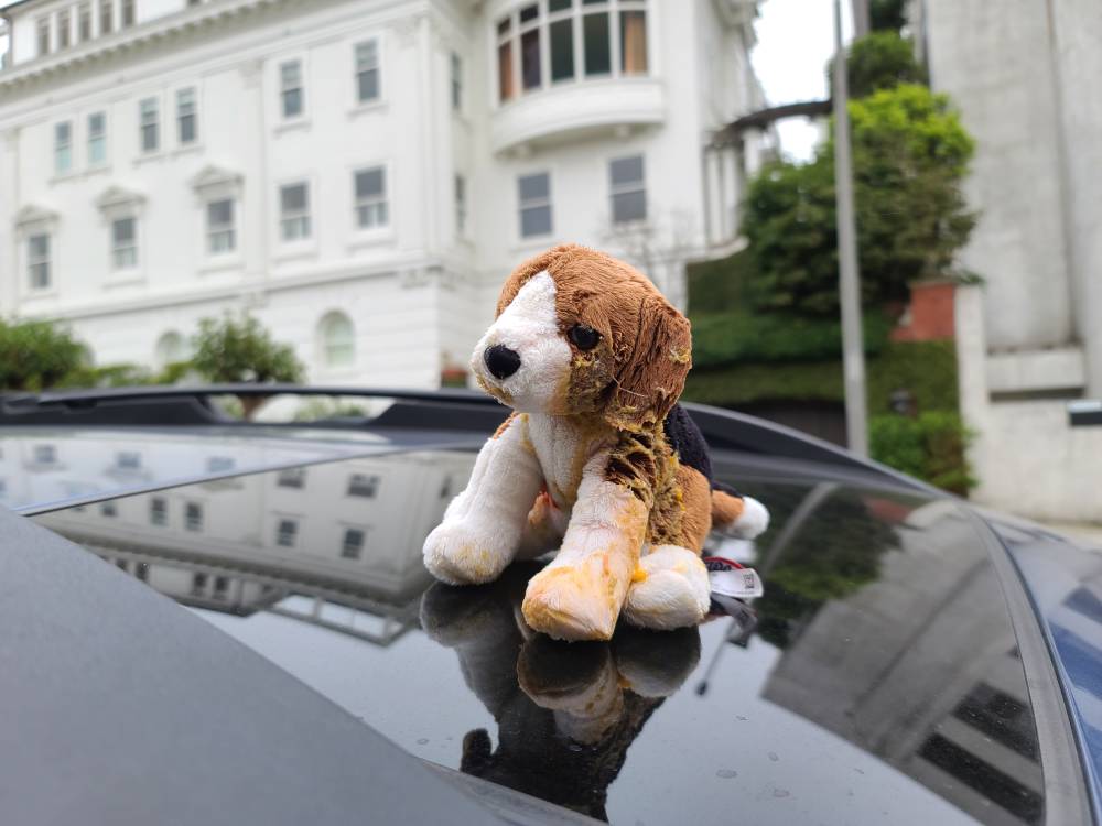 Beagle stuffy covered in vomit in San Francisco