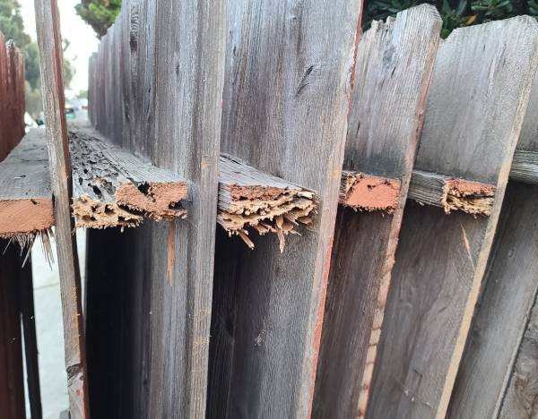 Termite damaged cedar fence