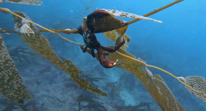 Scuba dive La Jolla Cove crab kelp