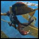 thumbnail Scuba dive La Jolla Cove crab kelp