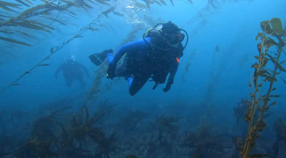 Scuba dive La Jolla Cove kelp