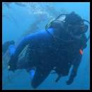thumbnail Scuba dive La Jolla Cove kelp