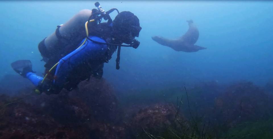 Scuba dive La Jolla Cove sea lion diver