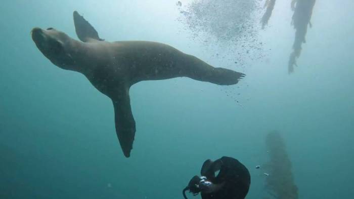 Scuba dive La Jolla Cove sea lion diver