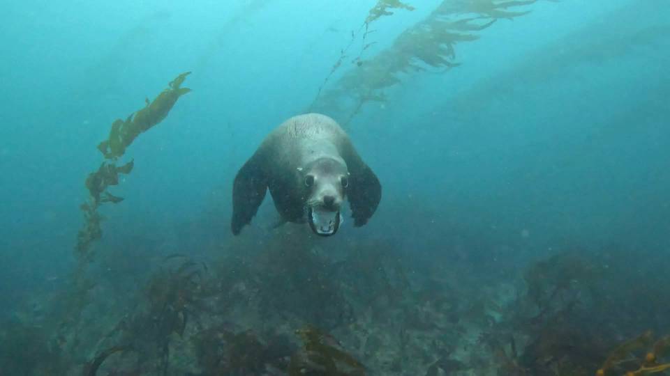 Scuba dive La Jolla Cove sea lion mouth open