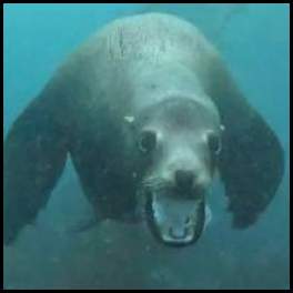 thumbnail Scuba dive La Jolla Cove sea lion mouth open
