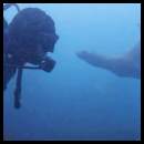 thumbnail Scuba dive La Jolla Cove sea lion diver