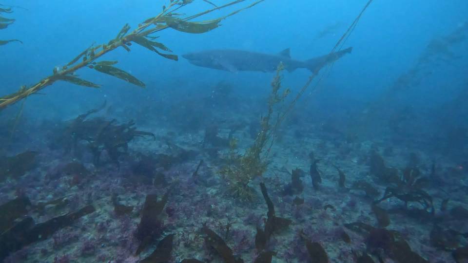 Scuba dive La Jolla Cove sevengill shark