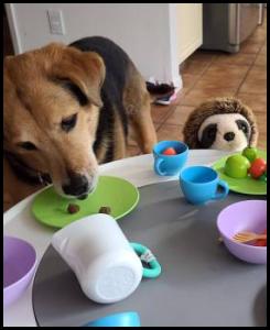 Tea party dog sloth