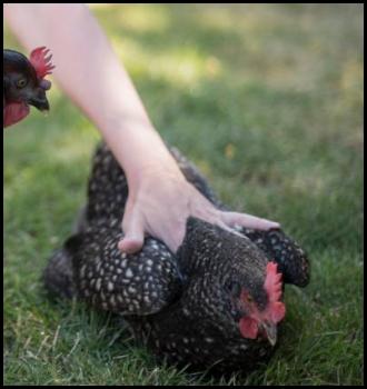 Backyard chickens Radish petting