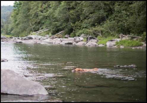 Snoqualmie Falls river dog golden retriever swimming