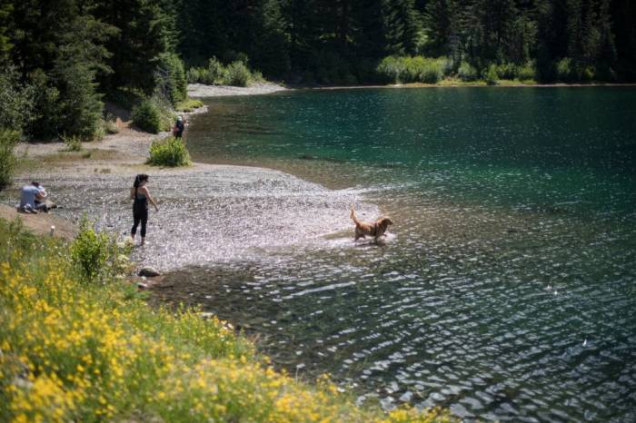 Gold Creek Pond Washington dog golden fetch swimming