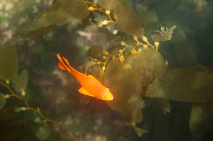 Catalina Avalon snorkeling garibaldi underwater photo kelp