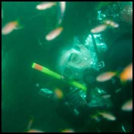 thumbnail Catalina Avalon scuba Casion Point Dive Park diver fish