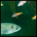 thumbnail Catalina Avalon scuba Casino Point Dive Park fish