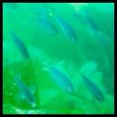 thumbnail Catalina Avalon scuba Casino Point Dive Park fish kelp