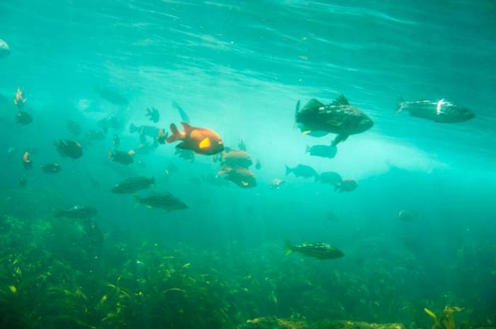 Catalina Avalon scuba Casino Point Dive Park fish