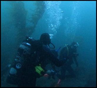 Scuba dive underwater kelp