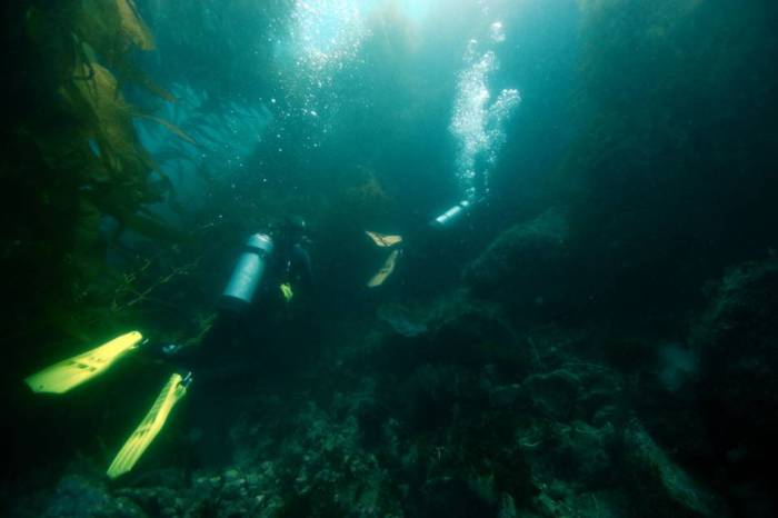 Catalina Casino Point Dive Park scuba kelp forest divers