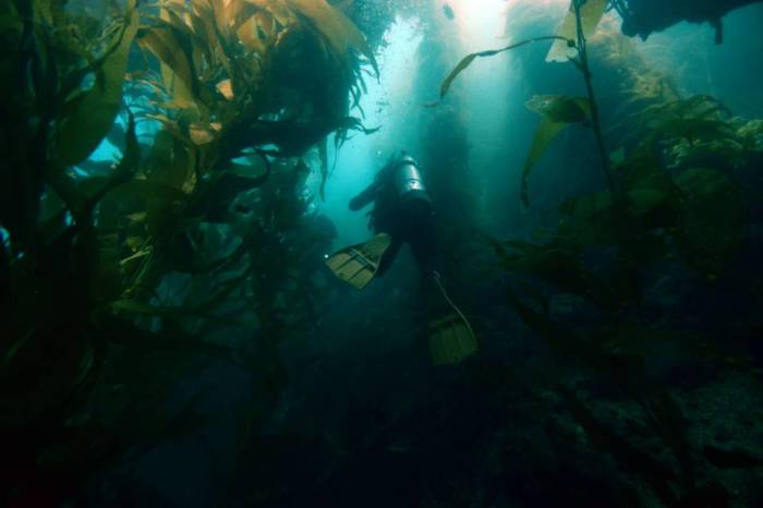 Catalina Casino Point Dive Park scuba kelp forest divers