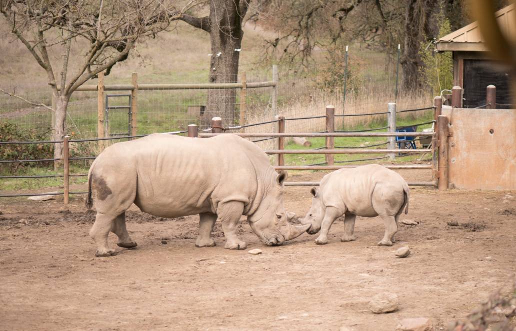 Safari West white rhinos juvenile