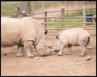 Safari West white rhinos juvenile