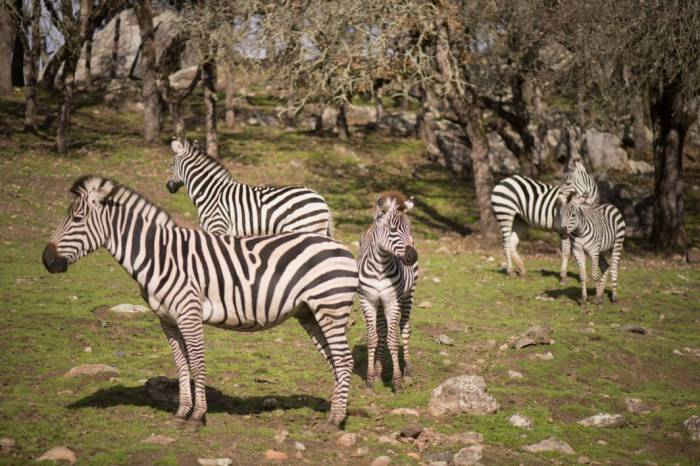 Safari West zebras