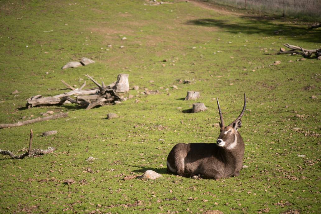 Safari West