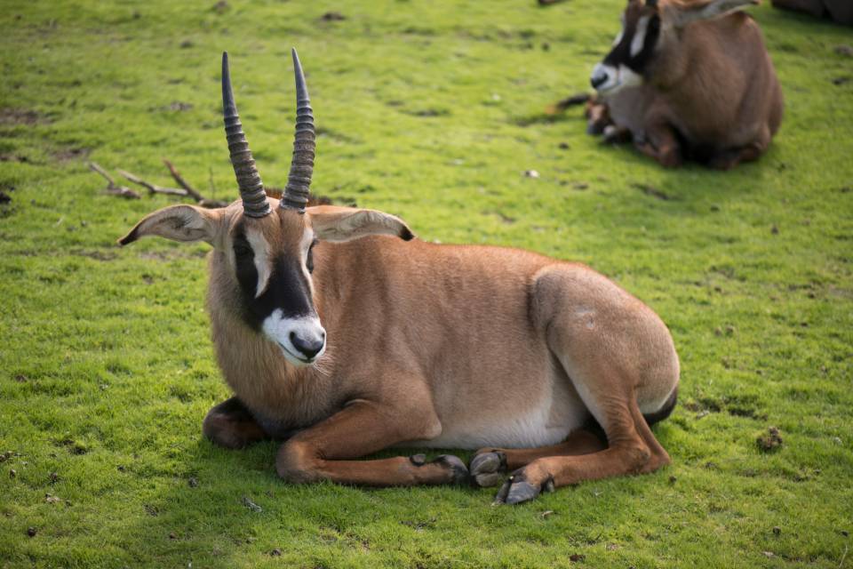 Safari West deer or antelope or gemsbok or whatever