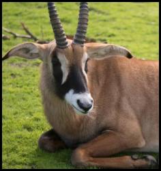 Safari West deer or antelope or gemsbok or whatever