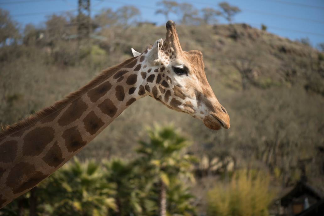 Safari West giraffe