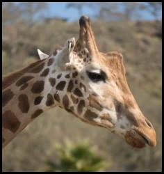 Safari West giraffe