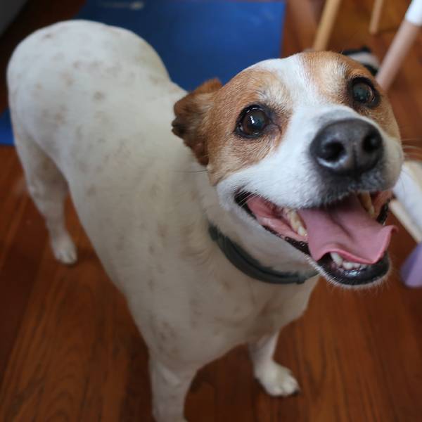 Happy lab dog