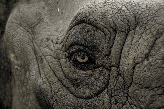 Elephant eye closeup