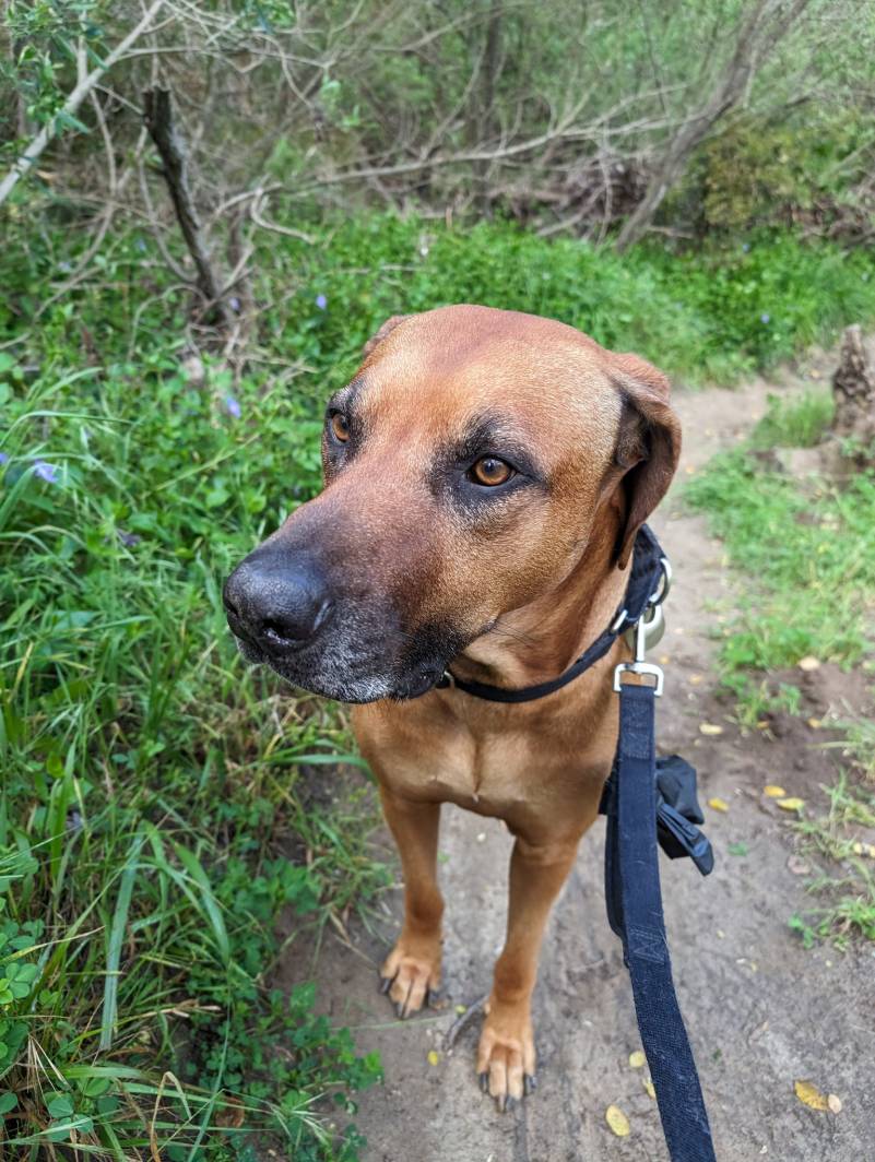 Hike trail dog Rhodesian Ridgeback