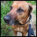 thumbnail Hike trail dog Rhodesian Ridgeback