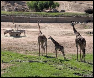 San Diego Safari Park juvenile giraffe