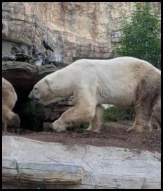 San Diego Zoo polar bears